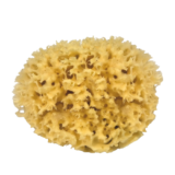sponge.png