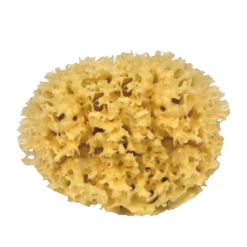 sponge.png